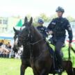 Pokaz koni policyjnych