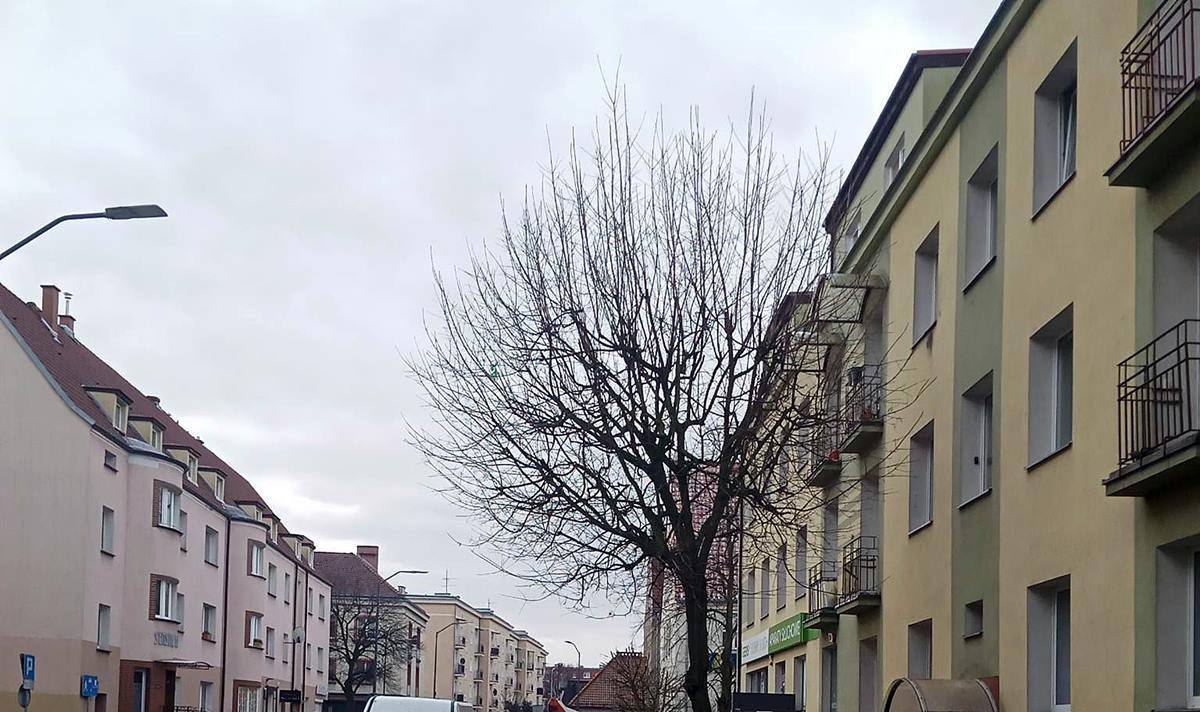 Stargard ulica Słowackiego przycinka drzew