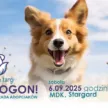 Merda Ogon 2025 tło