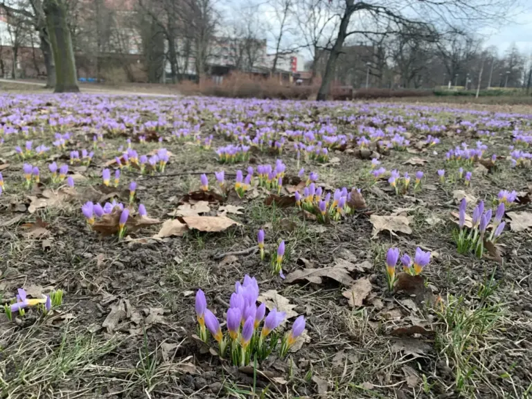 krokusy