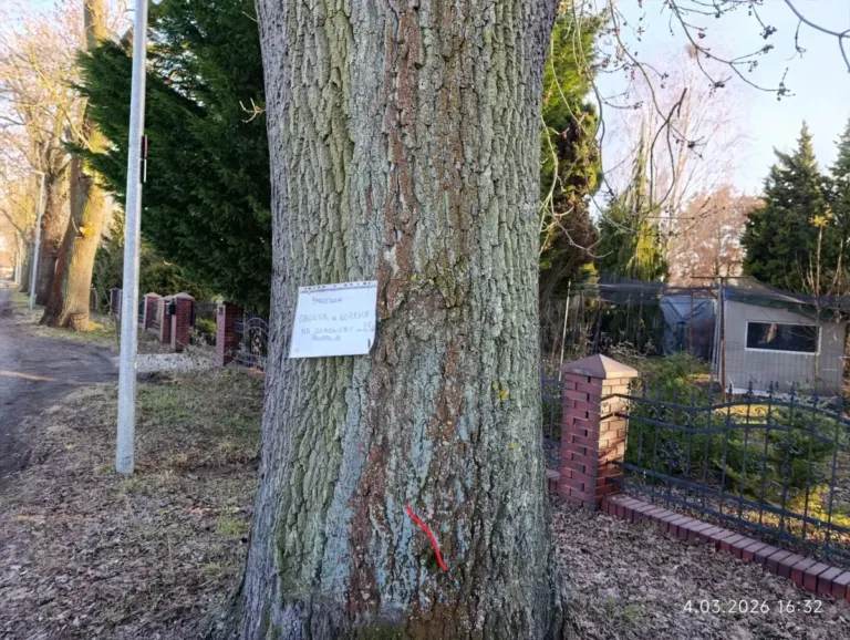 Nielegalne obwieszanie drzew