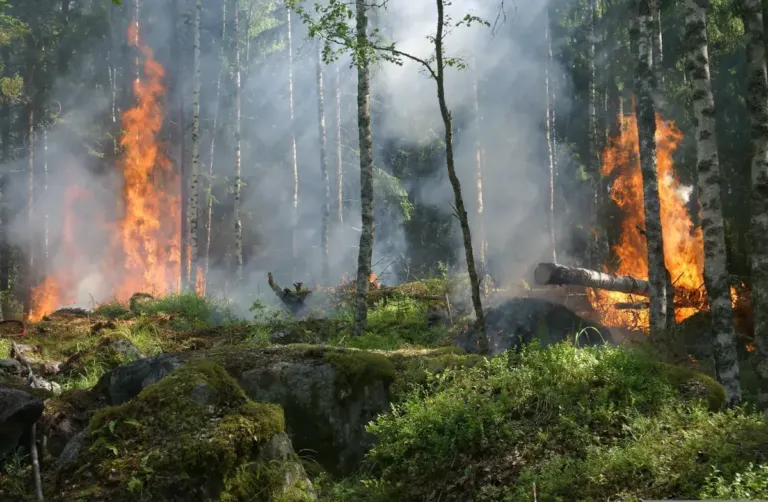 ylvers forest fire