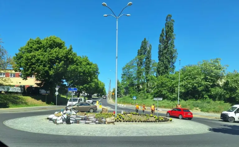zieleń