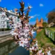 6. pstryknij foto wiosna