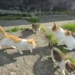 Karkowo koty