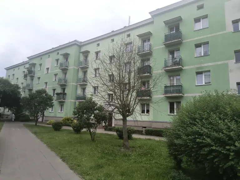 Tysiąclecia drzewo